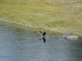 Kormorany potrafią ogołocić z ryb jeziora i rzeki Mongolii. Gatunek wcześniej nie występujący tutaj ciągle jest pod ochroną o zgrozo.